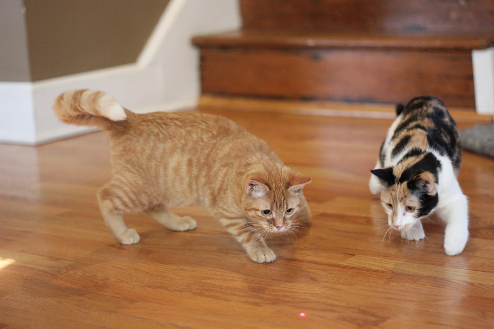 cat chasing red dot